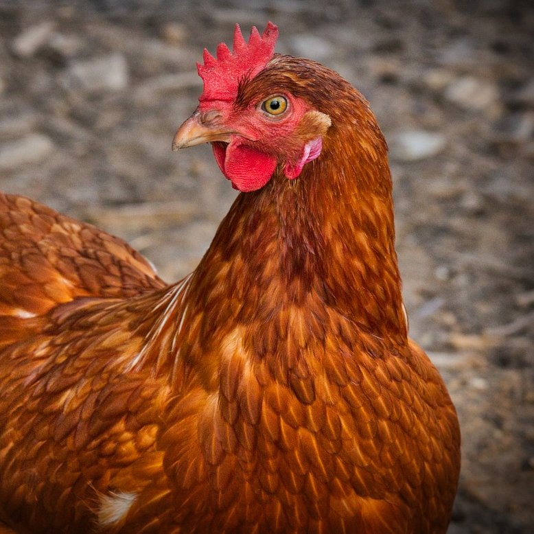 AcervoCharts's tweet image. CASO RARO! Galinha se transformou em galo no Rio Grande do Sul.

A ave passou por reversão sexual após um ovário perder a função e o outro produzir hormônios masculinos.