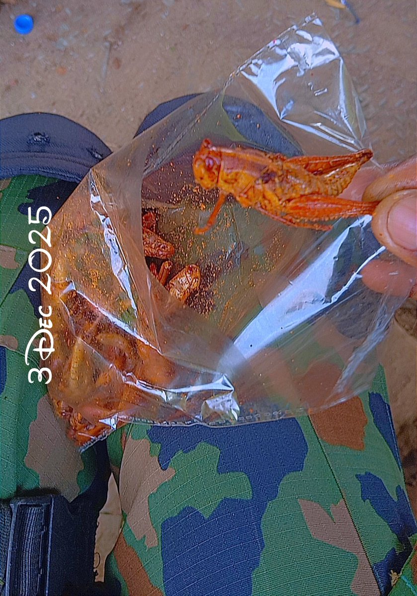 Ogunjobiholyps1's tweet image. I was so hungry this noon after an escort duty to a nearby state. A Northern lady came closer to where we pack our vehicles to advertise her biz. She brought very clean &amp;amp; well packaged Grasshopper 🦗🦗 (Fara). I bought some sachets to eat at the moment while some to take home.