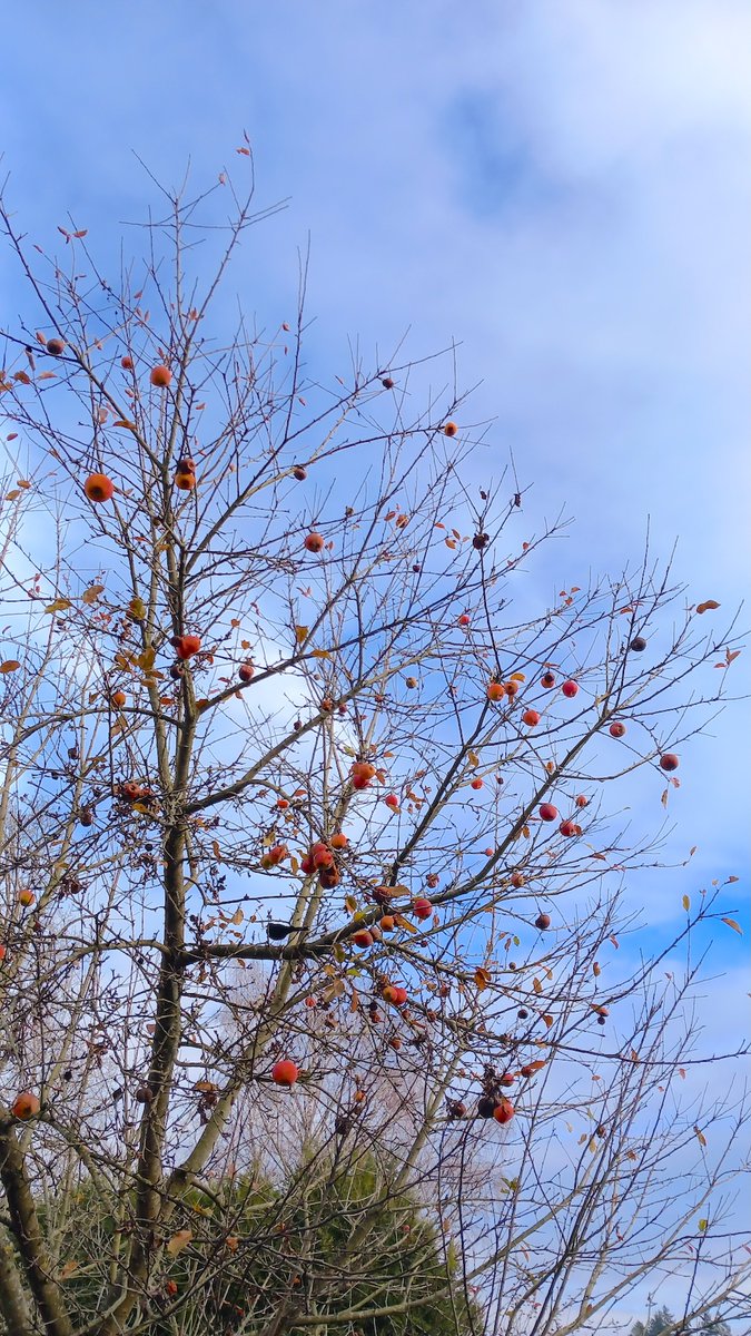da ist auch eine Amsel...

#natur #nature