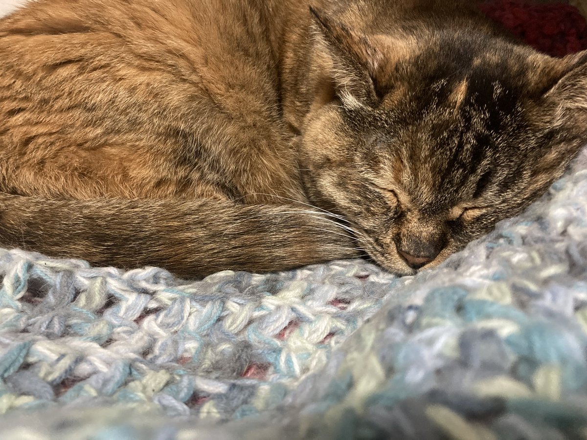 ワクチンお疲れ猫