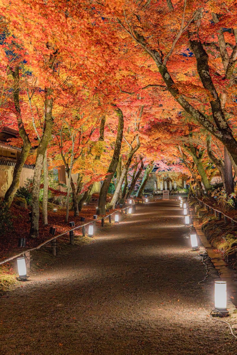 yuya0240's tweet image. 紅葉のトンネル