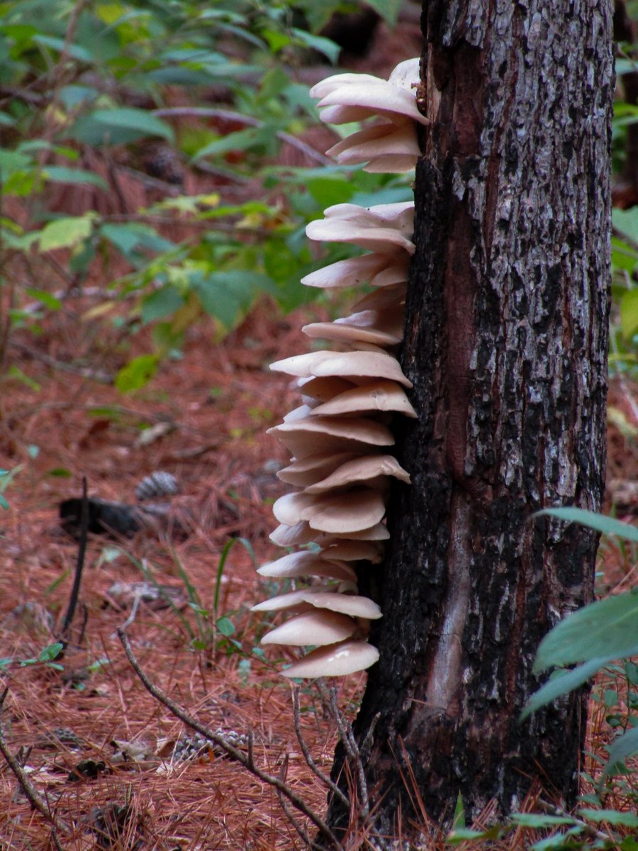 PNW Angler (@pnwflyangler) on Twitter photo 