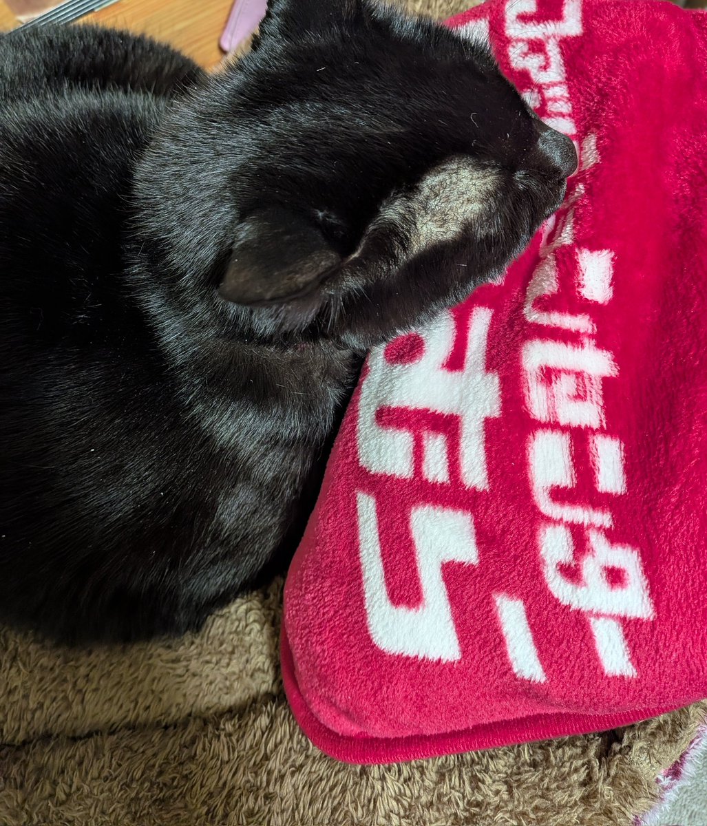 仕事帰りにしまむらでブランケットもらえるってことで寄り道し、貰ってきて畳んで置いてたら猫ちゃんの枕になってました。
気持ちいい素材だから顎置きにしたい気持ちも分からなくもない。