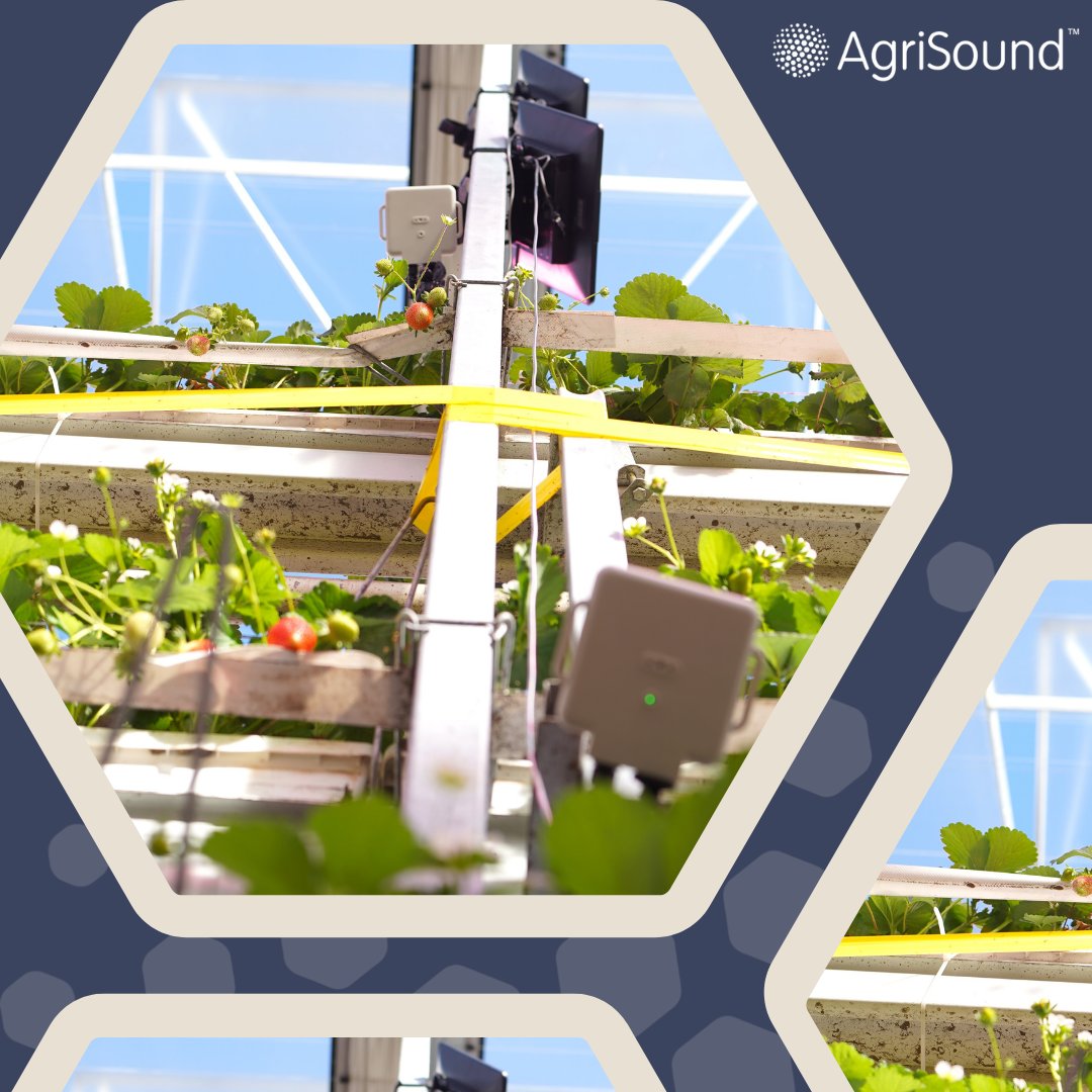 AgriSoundTech's tweet image. High crop density = high pollination demand. 🌿

In vertical farming, missed pollination can mean lost yield.

AgriSound helps optimise pollination with real-time insights - boosting productivity and sustainability. 🐝

#AgriSound #VerticalFarming #Pollination #AgriTech