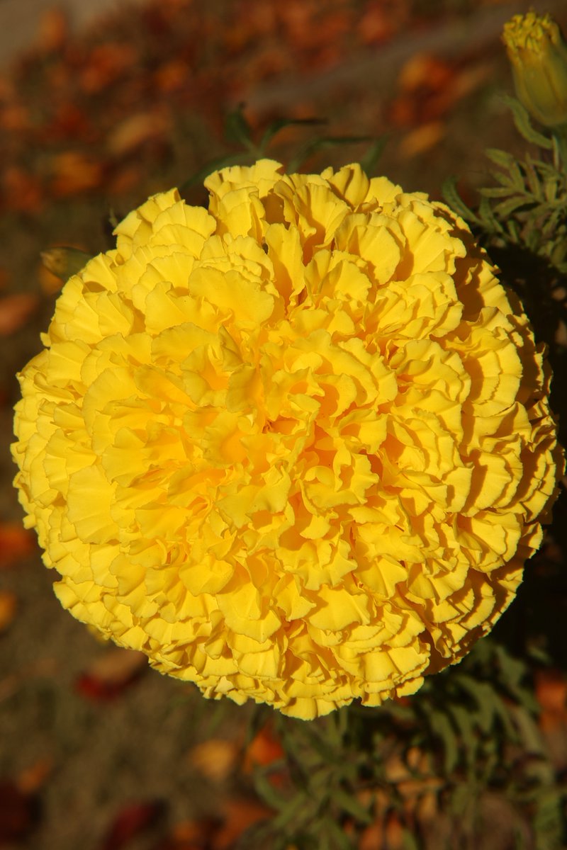 marigold