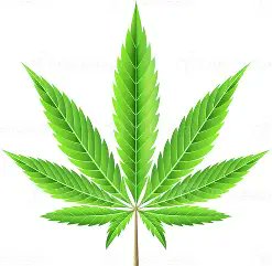 @ACOG 10/2025 #cannabis statement:

Endocannabinoid type 1 receptor is relevant for neurodevelopment &amp; agents acting on these receptors could affect neurodevelopment during gestation.

#Acetaminophen also acts on this receptor. 

pubmed.ncbi.nlm.nih.gov/40463236/
pubmed.ncbi.nlm.nih.gov/30165669/