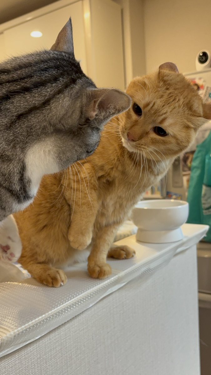 MK5(マジでキレる5秒前)