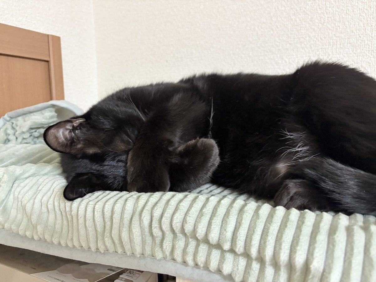 おねむです🐈‍⬛