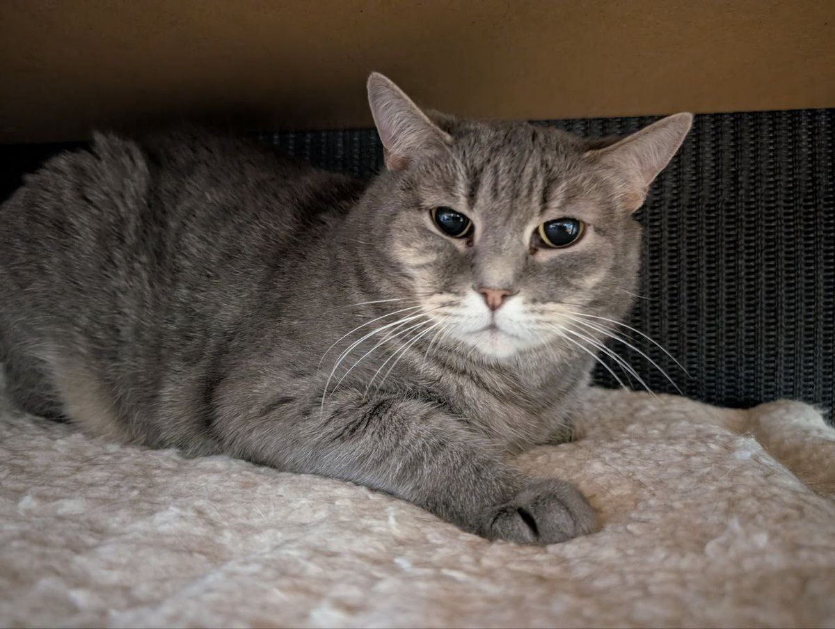 Знову змушені нагадати, що маємо сплатити за лікування ФІП Моллі. Зараз замовили таблетки і винні заплатити 13528 за тиждень, а потім знову замовляти наступну порцію 😭

Маємо зараз 1565 грн 

🙏ДОПОМОЖИ МОЛЛІ 
send.monobank.ua/jar/97784vkEWr