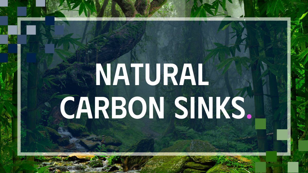 Natural carbon sinks, which include oceans, forests and mangroves, absorb half of global CO₂ emissions from human activity each year. 

Find out more about Oxford’s work to understanding and protect these vital ecosystems.