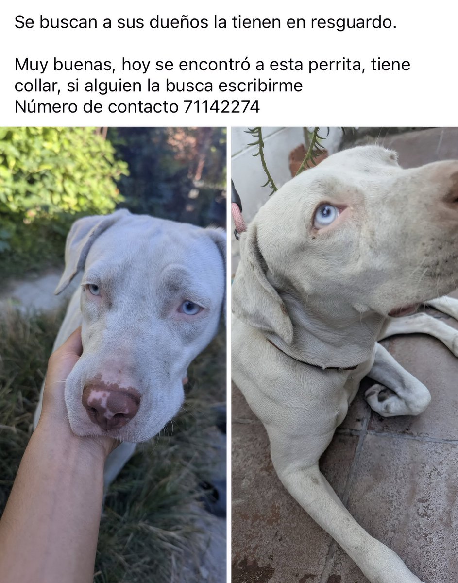 Elizabe05144461's tweet image. @Beryz10 @lamanadadepick @alertux 

Me ayudan a compartir por favor 🙏 Dicen que hay una publicación de una niña que la extravió por  Col. Costa Rica  y llora incansablemente  por ella 🥺