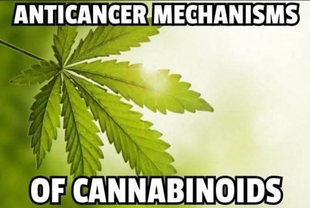 “Anticancer mechanisms of cannabinoids. Preparations of #Cannabis sativa L. (#marijuana) have been used for many centuries both medicinally and recreationally. Specifically, #cannabinoids are well known to exert palliative effects in cancer patients. 

Their best-established use