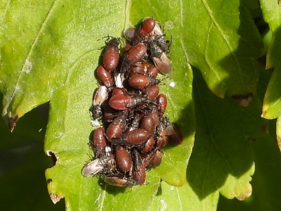 Fernando Lisón tweet media