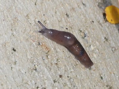 Fernando Lisón tweet media