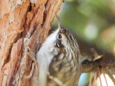 Fernando Lisón tweet media