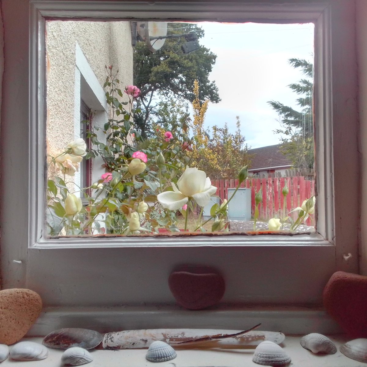 DavidRoger1951's tweet image. My porch window in the summer🌹🐚 🧡

#AlphabetChallenge
#WeekWforWindows 
#RoseWednesday