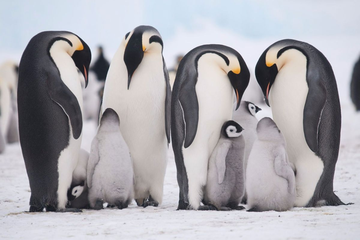 ExpeditionsNow's tweet photo. 🐧 New blog: “Top 15 Animals You Can See in Antarctica” — from penguins and seals to whales and seabirds. Discover the wildlife to watch for on your next polar adventure. ❄️ https://t.co/3ooRlBto0L #Antarctica #Wildlife #TravelInspiration #BucketList https://t.co/hyLYeJ7yyz