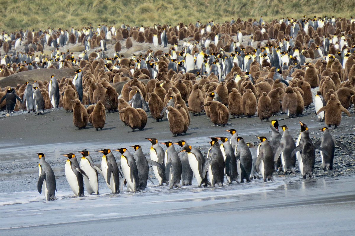 ExpeditionsNow's tweet photo. 🐧 New blog: “Top 15 Animals You Can See in Antarctica” — from penguins and seals to whales and seabirds. Discover the wildlife to watch for on your next polar adventure. ❄️ https://t.co/3ooRlBto0L #Antarctica #Wildlife #TravelInspiration #BucketList https://t.co/hyLYeJ7yyz