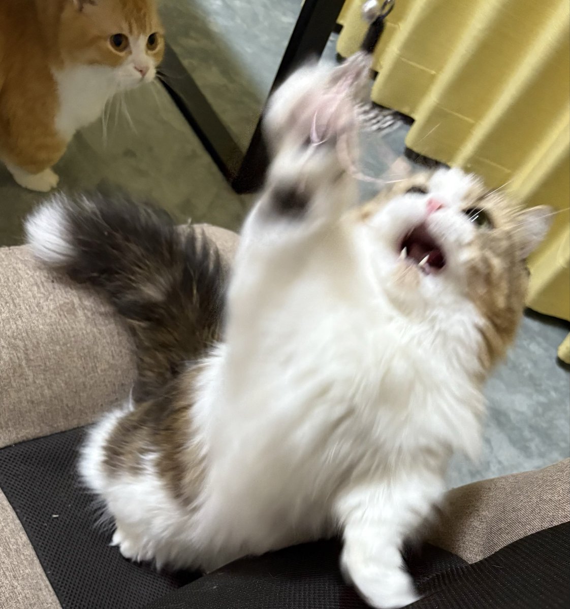 д・)｢ ｼｬｰ