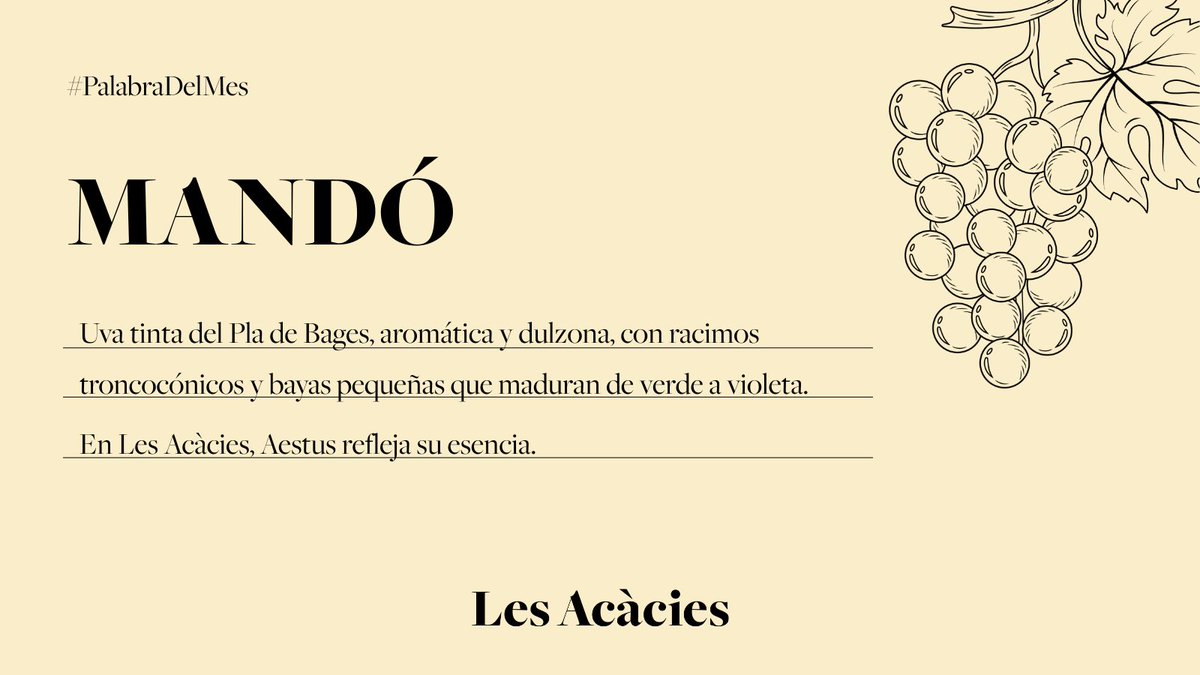 𝗠𝗮𝗻𝗱𝗼́ 🍇 — Uva tinta del 𝗣𝗹𝗮 𝗱𝗲 𝗕𝗮𝗴𝗲𝘀, aromática y dulzona, con racimos troncocónicos y bayas pequeñas que maduran de verde a violeta. En Les Acàcies, 𝗔𝗲𝘀𝘁𝘂𝘀 refleja su esencia. 🌿 #Mandó #LesAcàcies #PlaDeBages #PalabraDelMes