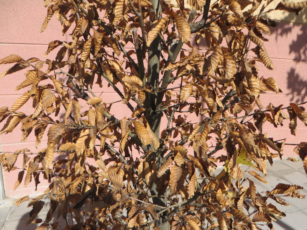 Ciudadanos por la Defensa del Patrimonio SALAMANCA tweet media