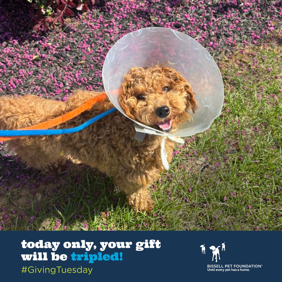 BISSELLPets's tweet photo. Turn Crypto gains into lifesaving impact for pets like Lilo!
Lilo got life-changing surgery thanks to a BISSELL Pet Foundation grant— now she’s adopted and thriving! 💙
Your #CryptoGivingTuesday gift is TRIPLED up to $200K!
Donate now: https://t.co/ZtcT2KuzFF
@TheGivingBlock https://t.co/Grg3vZ3E7m