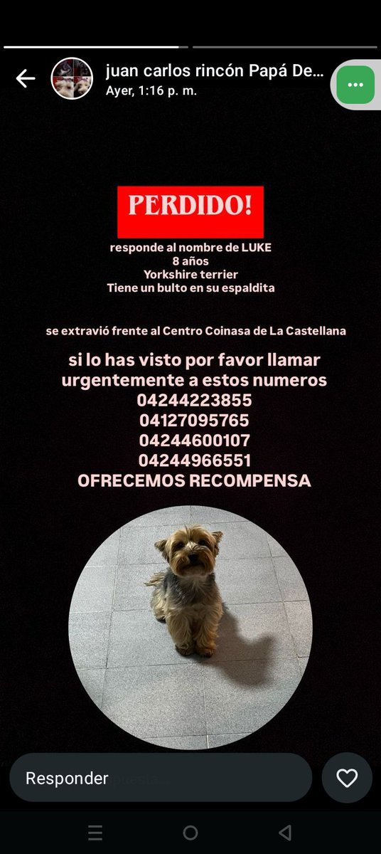 Se busca a Luke, Caracas RP <a href="/Isaandra/">yayi</a>: Extraviado en la Castellana