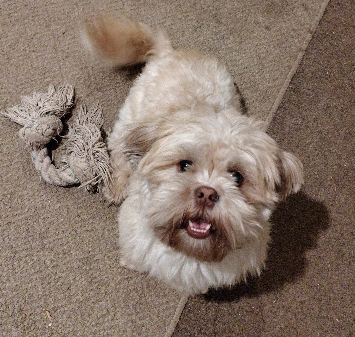 Alcidious's tweet image. Just some morning play time with Loona. Never would have dreamed a dog her size would have so much energy first thing in the morning. #shihtzu #dog #doggo #pets #cute
