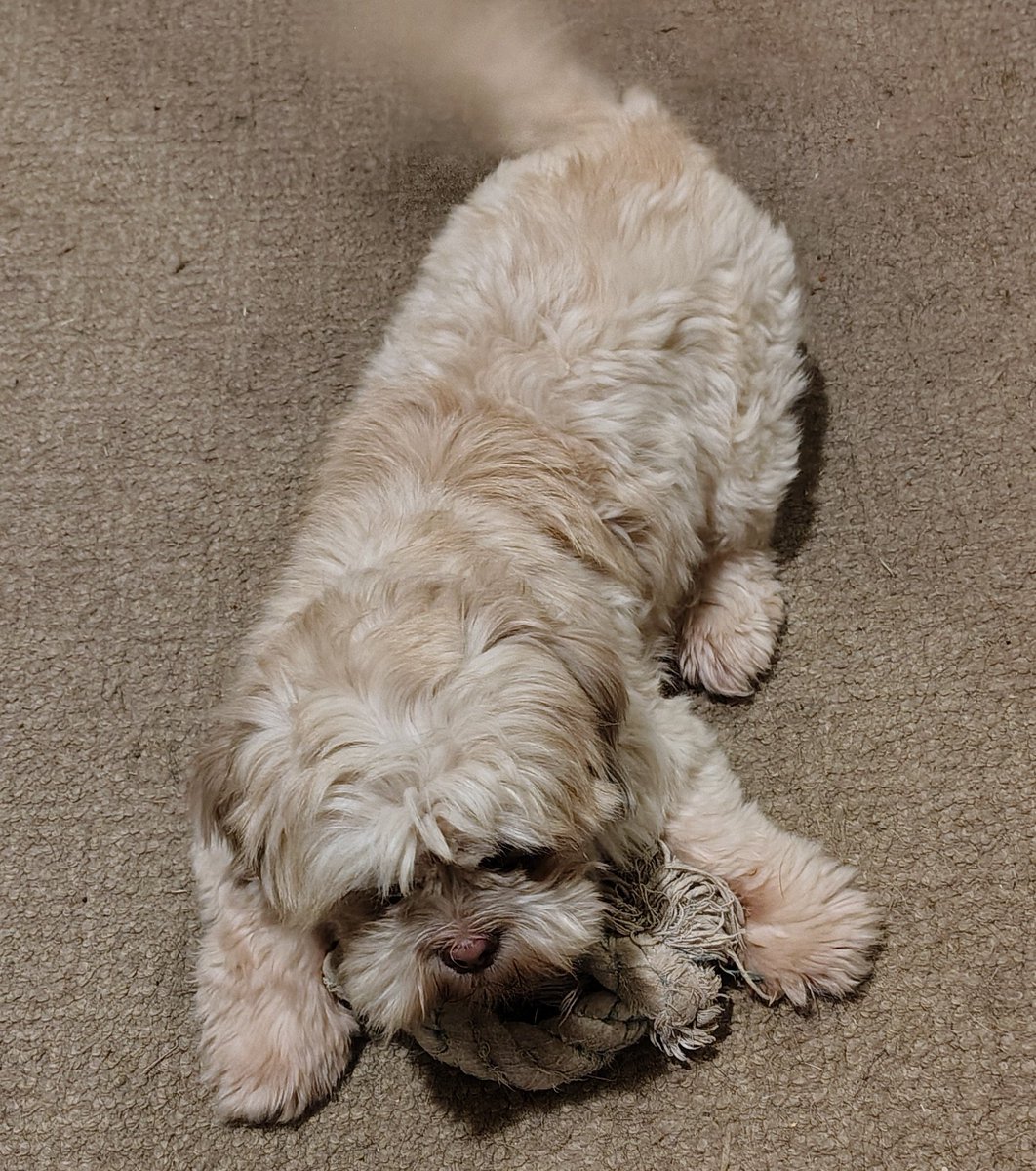 Alcidious's tweet image. Just some morning play time with Loona. Never would have dreamed a dog her size would have so much energy first thing in the morning. #shihtzu #dog #doggo #pets #cute
