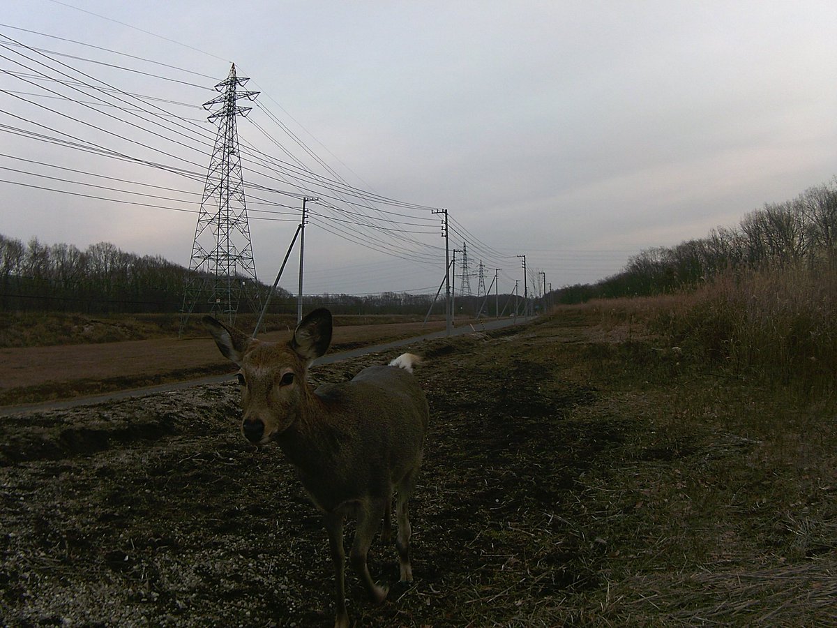 Tamori☆ The KAMI KITTA? (@cor_2929_ben) / Posts / X