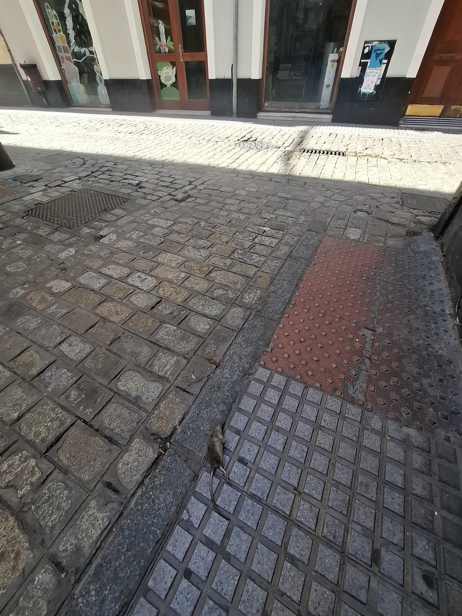 A plena luz del día, en la calle Ruiz de Bustamante. 🐀