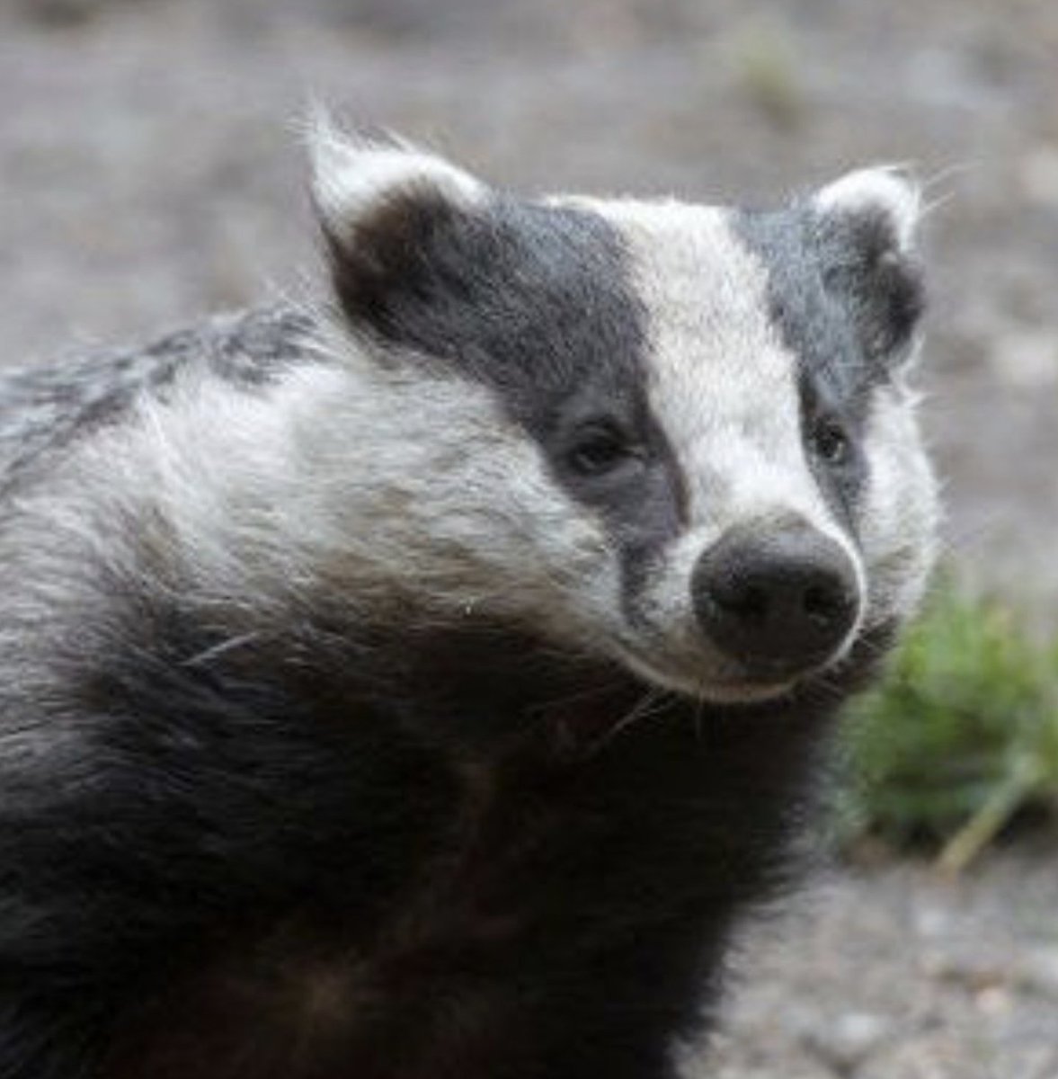 AnneLouiseAvery's tweet image. The Third Window. Five and twenty past four and Miss Rabbit and Grey Brock were settling down to tea. It was already dark outside and Miss Rabbit had lit the oil lamps and the little candles in the holly wreath which shone merrily in the dark parlour. It was the first time the…