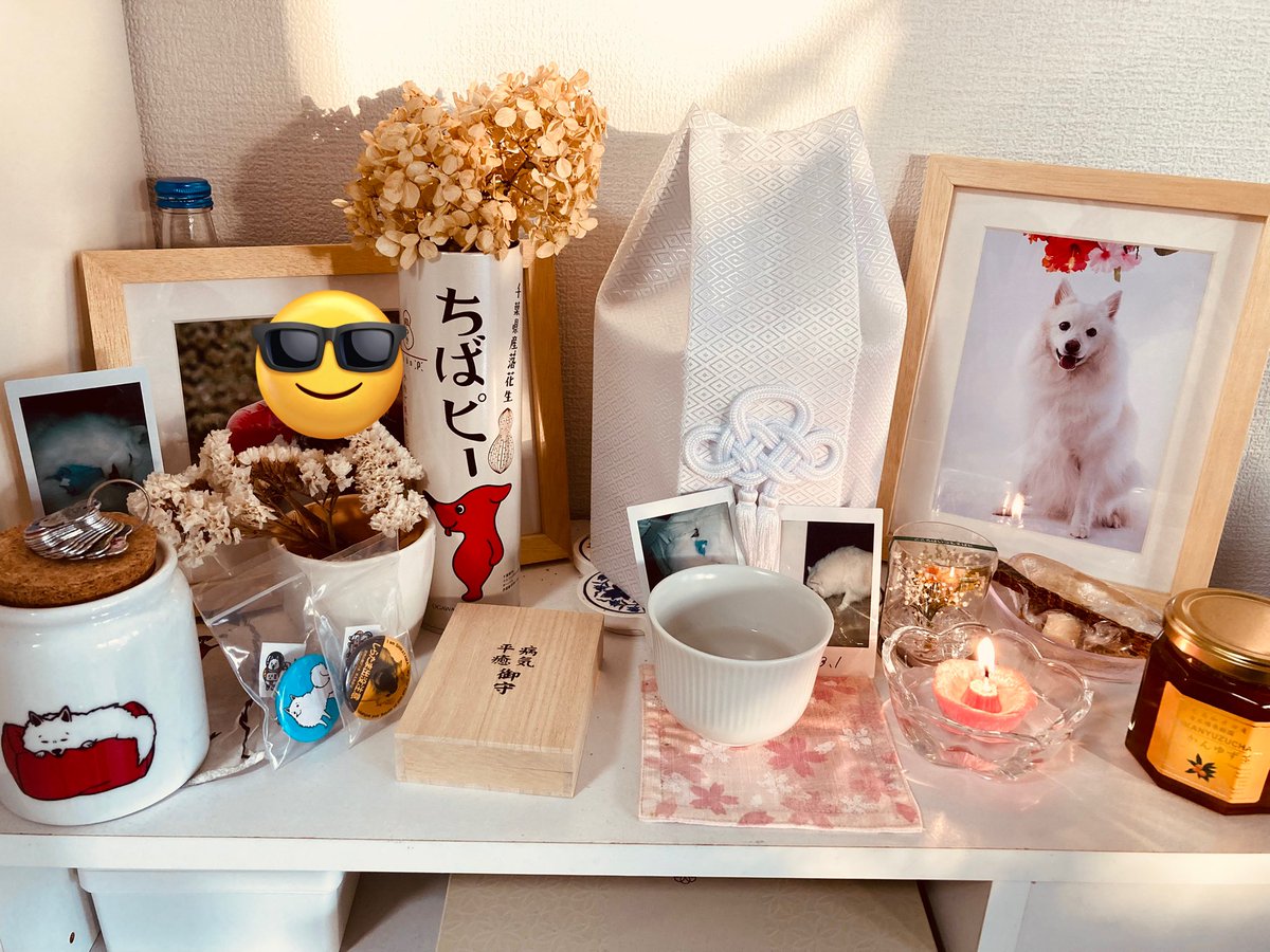 デイリーしらたま＠日本スピッツ (@ss_shiratama) / Posts / X