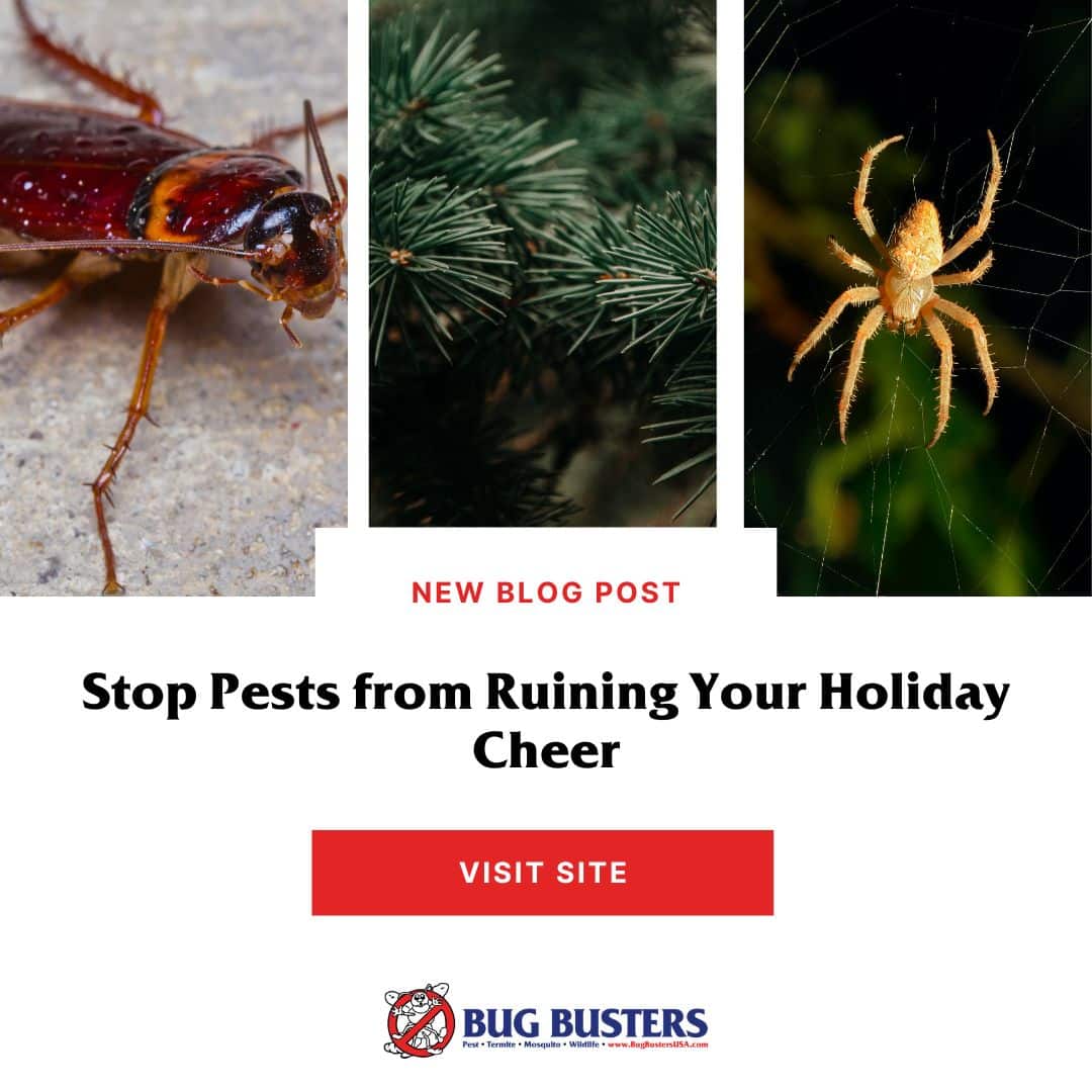 Bug Busters, Inc. tweet media