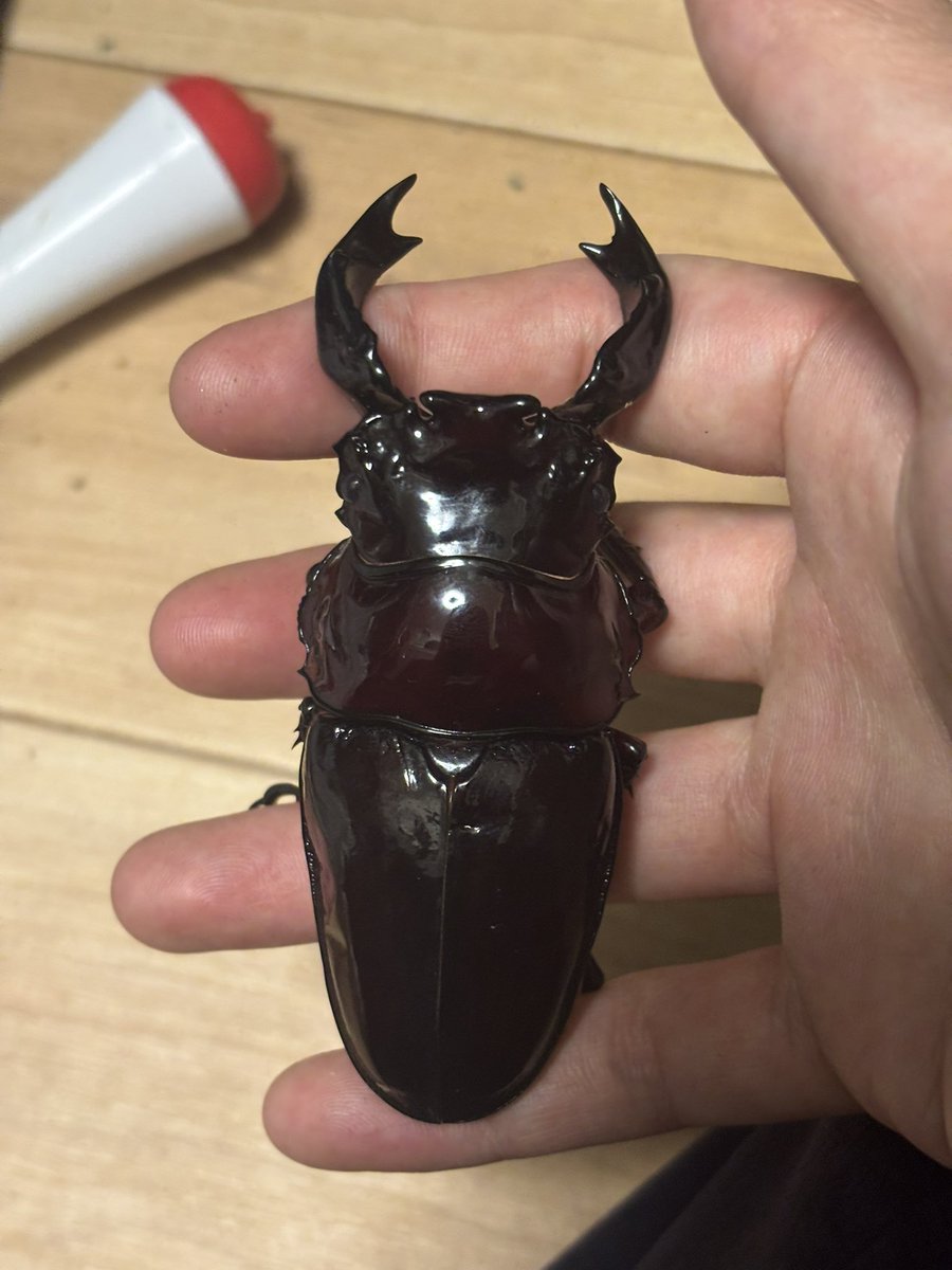 たつのこ【レリーフ】 Battle Surcoat: Crimson Wool with Appliqued Floral Diamond Crest