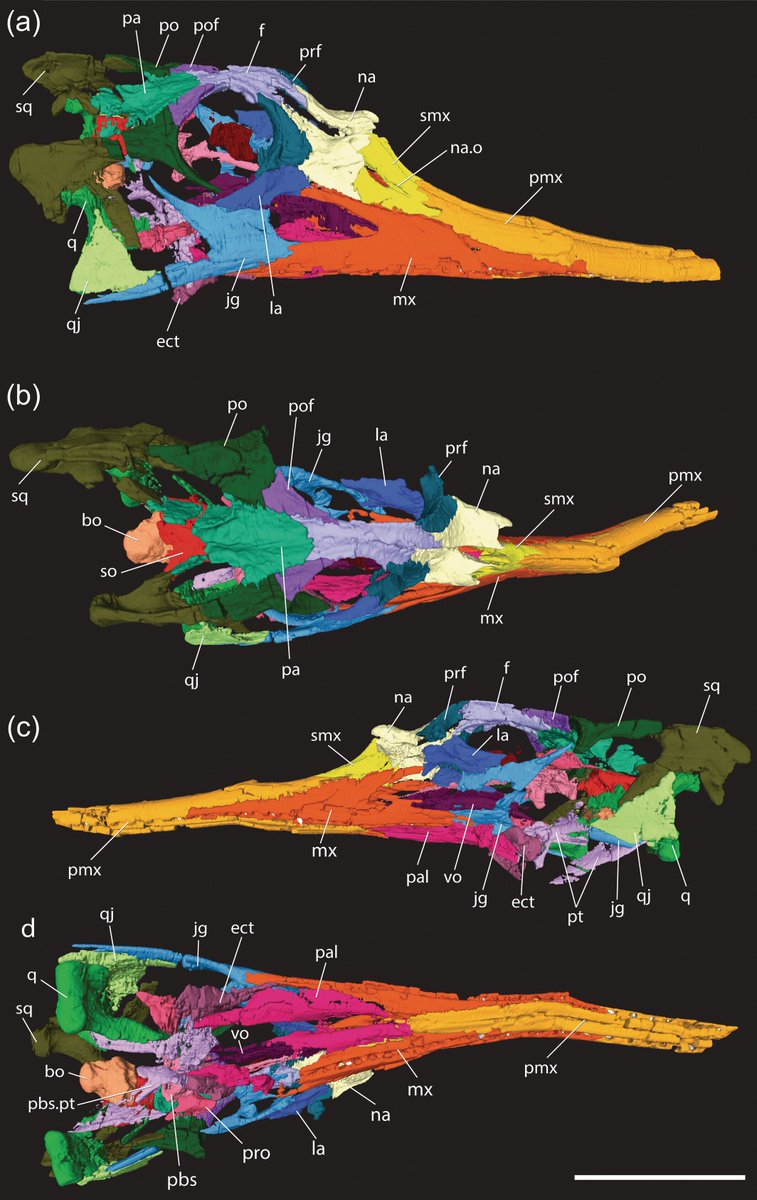 The Anatomical Record tweet media