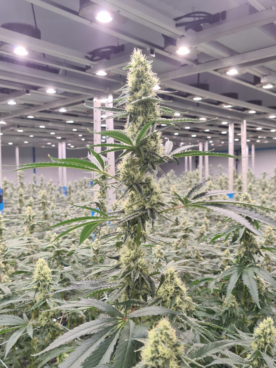 Our work with CBG reflects controlled environments, trained teams and full plant traceability, helping protect the integrity of every CBPM produced. This shared commitment ensures consistent quality from cultivation to patient care 🌱