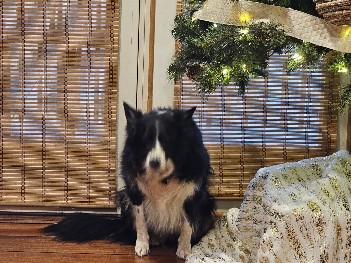 PinballPrep's tweet image. Dad, does Santa think I was good or bad this year?