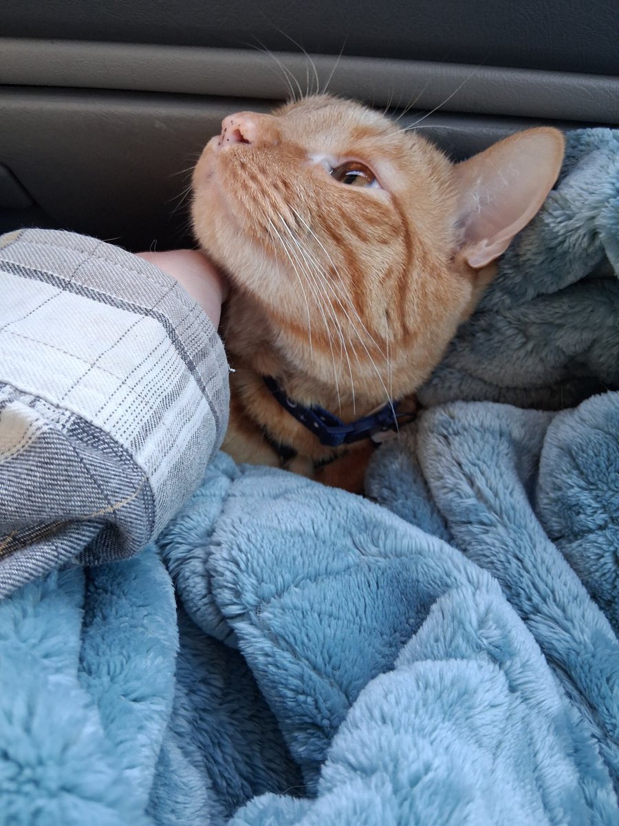 My little boy is going to the vet today. He is not happy about the car ride aspect though