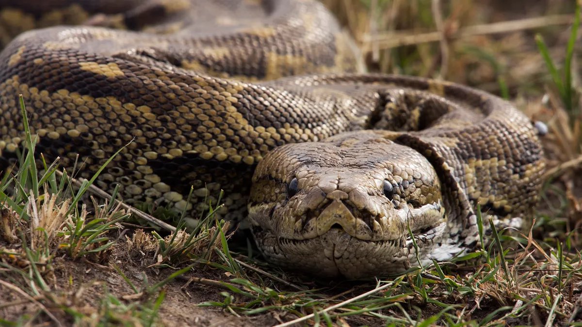 Did you know; The African rock python, one of the largest snakes on the continent, is occasionally spotted in savanna regions in Uganda 🇺🇬 #WildlifrWednesday #Trending #snakes