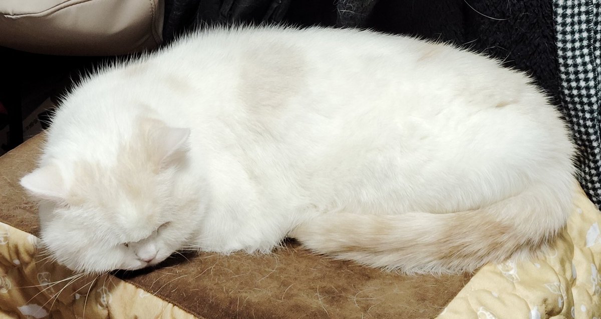 福ちゃん (@fukuchanwhite) / Posts / X