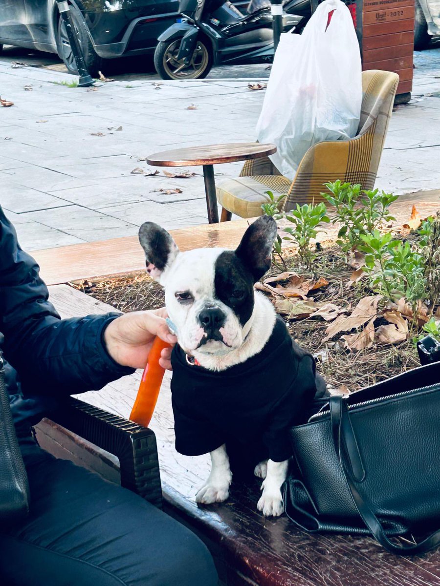 Soğuk havada dışarı çıkmayı reddettiği için mont almış geçici yuvası. Bu kızın süresi az kaldı ve yuva adayı yok. Kısırlaştırmadan sonra alırım kesin diyen çok hayvansever hanımefendi sağ olsun zamanını çaldı.