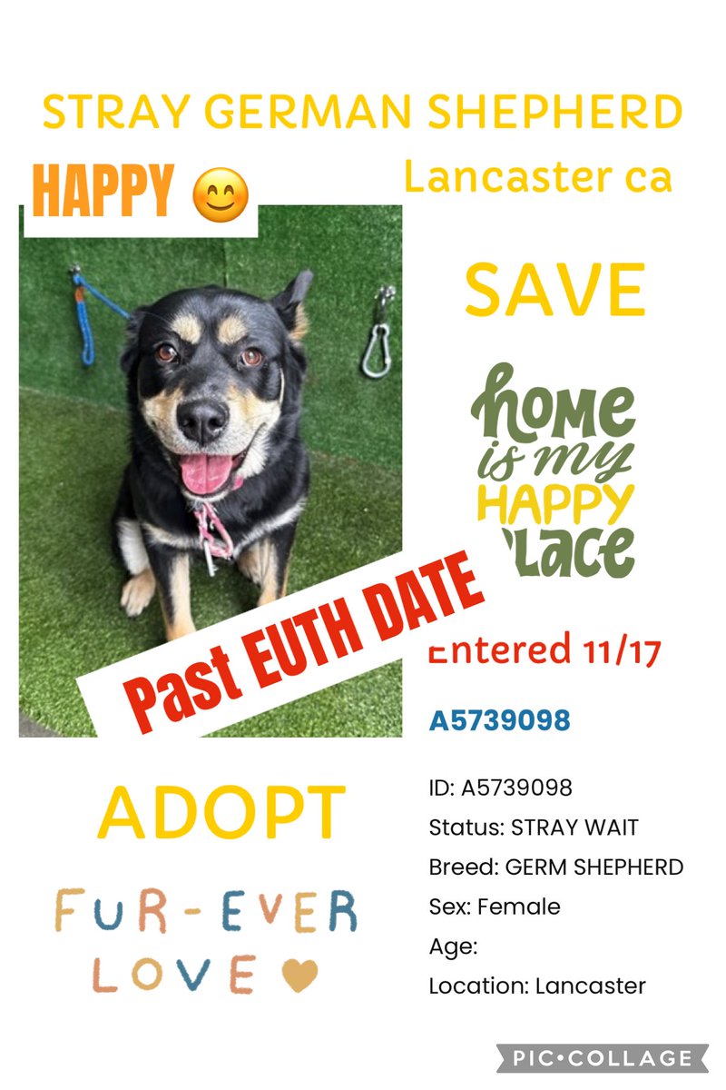 SarahjaneGille1's tweet photo. 🆘🆘PAST EUTH DATE  HAPPY PRETTY #A5739098 @AnimaLancaster F 3yrs  Age #GSD she entered 11-17  🙏 #REPOST #TAG #POST she NEEDS VIEWS INTEREST to get #Adopted #Saved #Rescued @mapleveewesem 🚨🆘‼️⬇️ #savegermanshepherd #adoptgermanshepherd #rescuegermanshepherd #LA Area 🆘🚨‼️🙏 https://t.co/sU7g9k8UPu