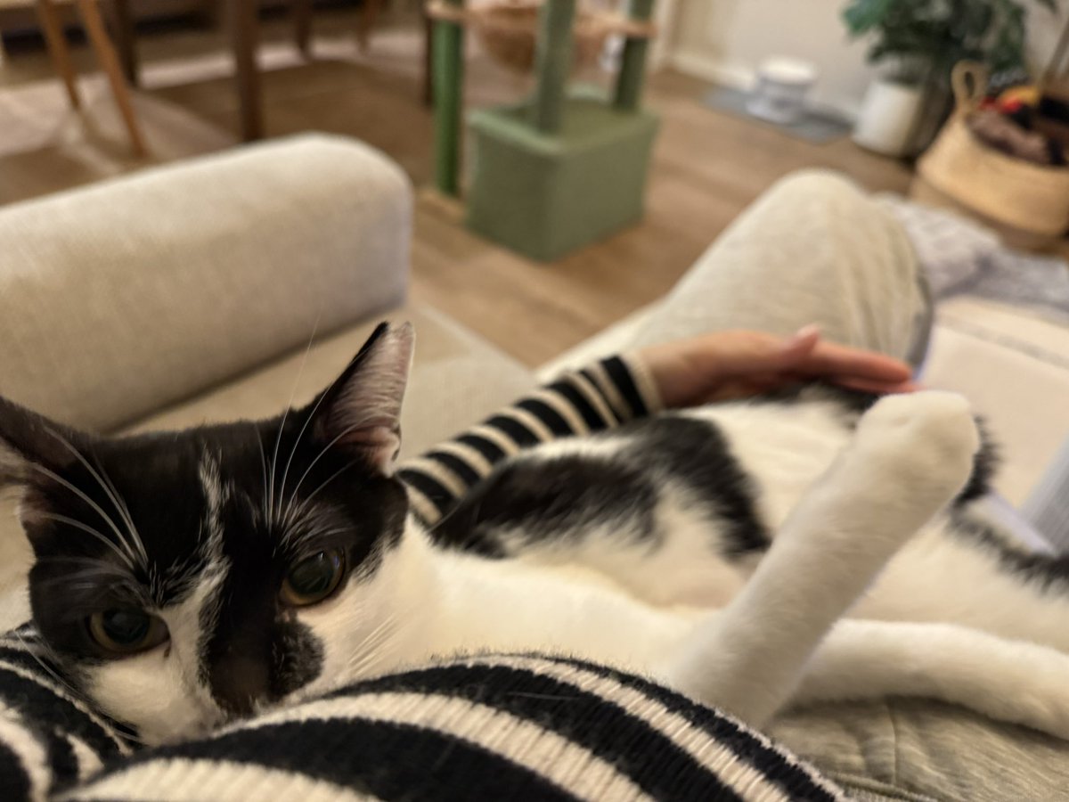 Post by ちゃんかよ on X: 身を委ね過ぎ猫