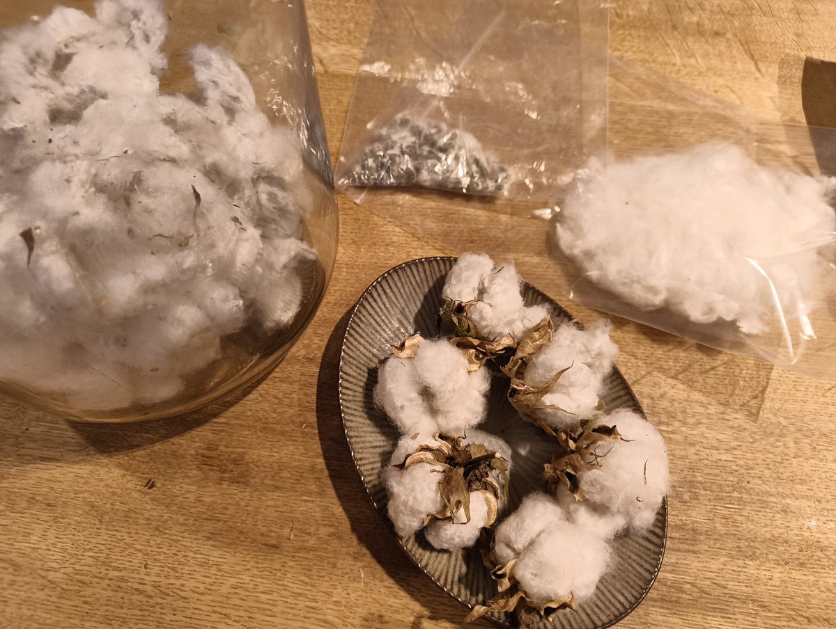 綿花を種と綿に分ける作業…全く進まずやり途中になっている。なんとなく作業過程（生活感満載のテーブル）。飾りたいと思えるほど綺麗なものなかったけど一応5個は形を残しておくことに。ヌイヌイしてクリスマスオーナメントを作りたくてその中にこの綿詰めたい（…が全然足りないかも😂）
