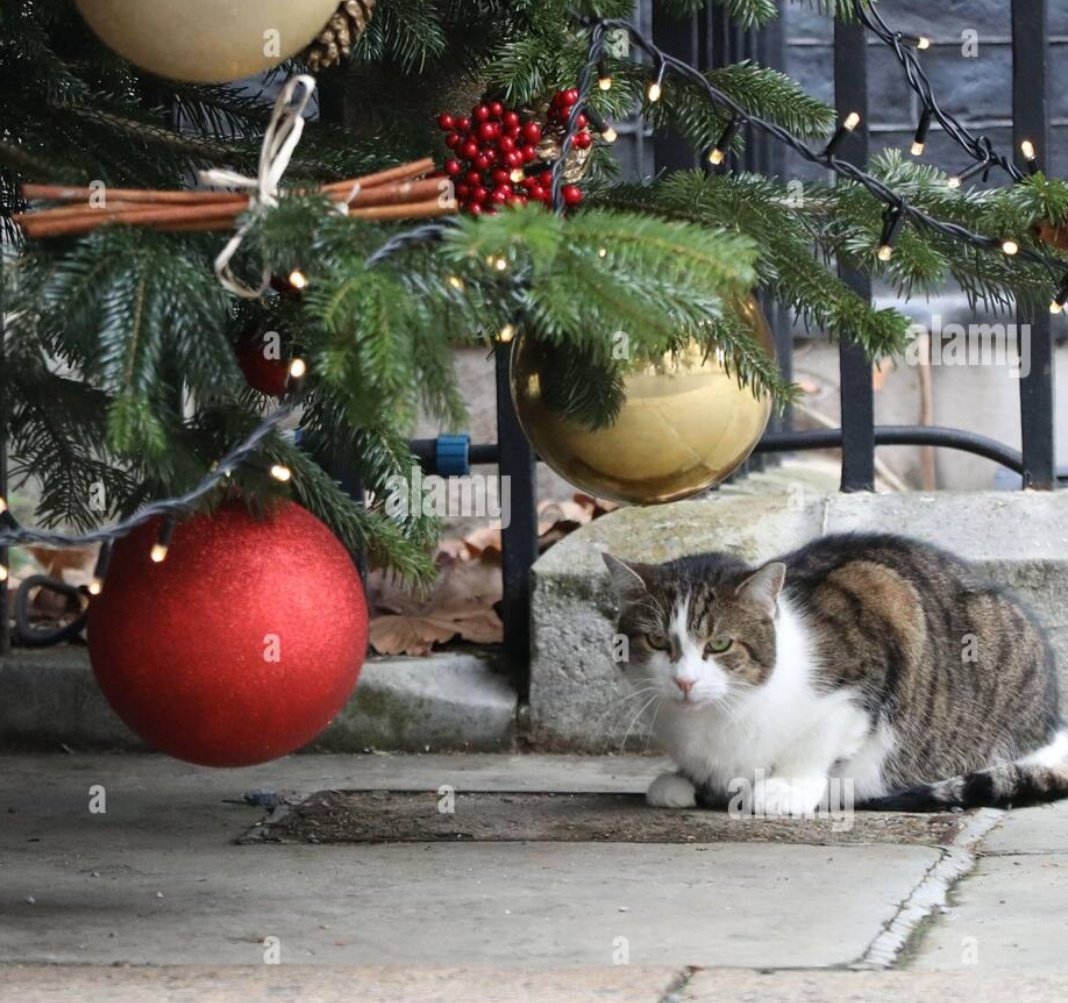 <a href="/Number10cat/">Larry the Cat</a> <a href="/imageplotter/">Chris 🕷🐦</a> Larry : l've checked out the baubles and they're ....
F A B U L O U S!!! 🐈🎄😻🎄😺
credit: Alamy