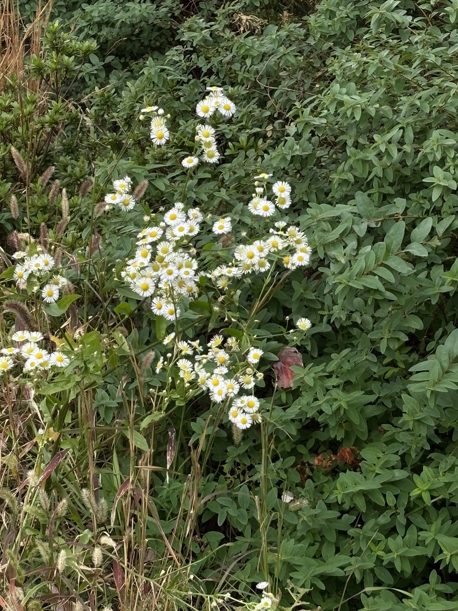 GDENTHU's tweet image. gdragon