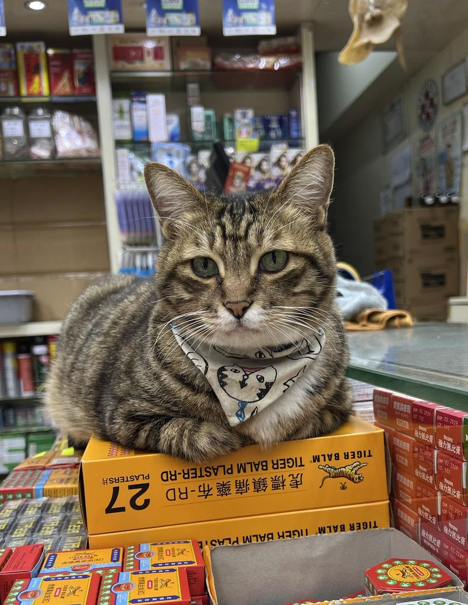 CatWorkers's tweet photo. 📸 orange_juice516 https://t.co/OaOaDHwggj