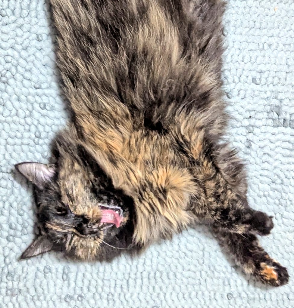 кітонька Фантасмагорія до донату vs кітонька Фантасмагорія після донату

думайТЕ

send.monobank.ua/jar/3eFz4iZh5P