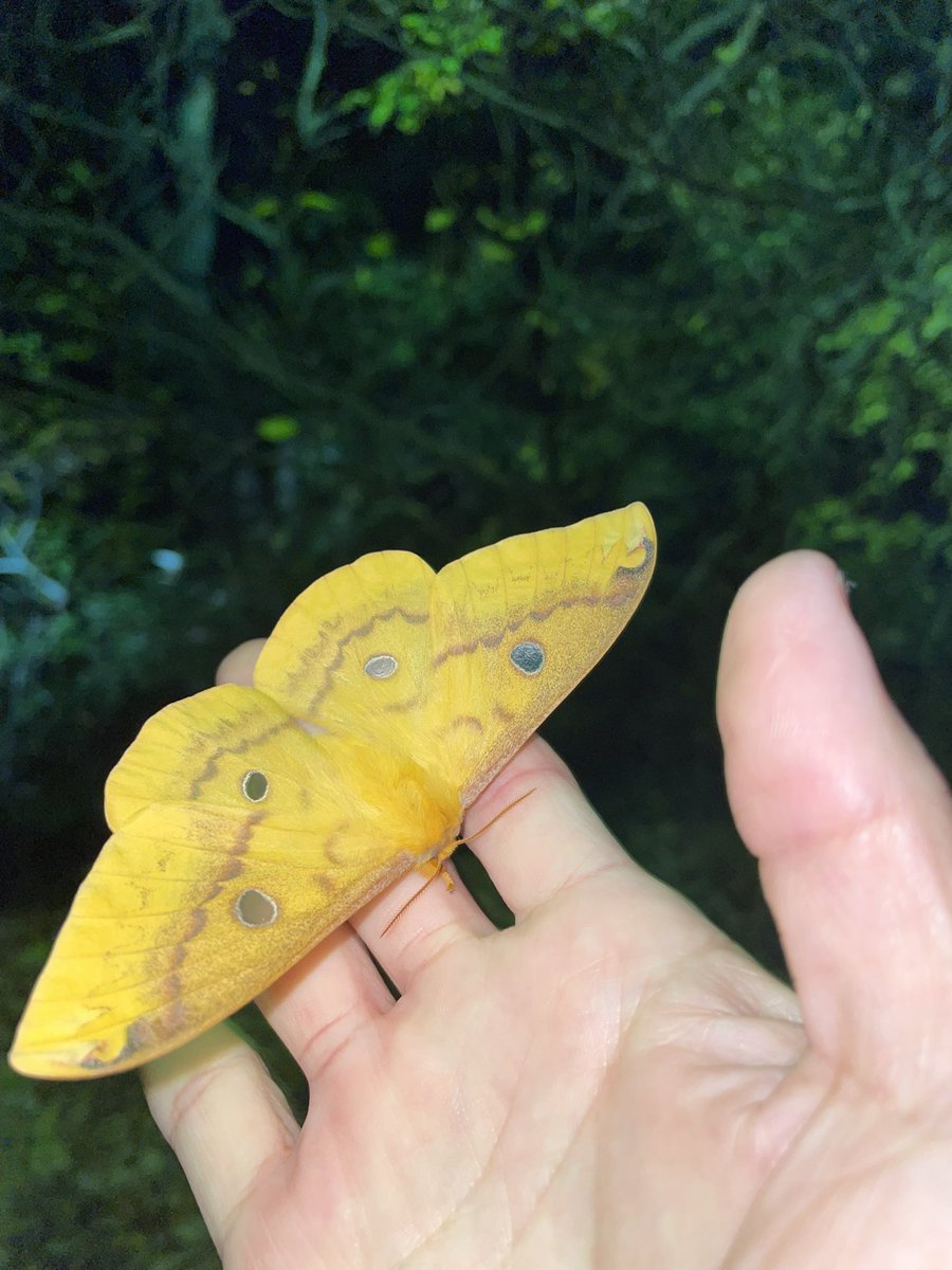 Photoinsect's tweet image. どー見ても、美しすぎる‼️
ウスタビガ✨
これ見たら、蛾はちょっと苦手とは言わず、みんな虜になりますよね⁉︎
#ウスタビガ